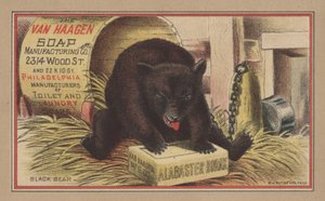 Oso negro de English School