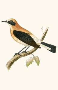 Collalba Rubia, ilustración de 