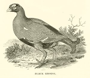 Gallo lira (grabado) de English School