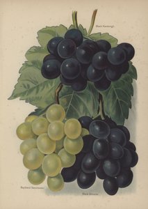 Black Hamburgh, Buckland Sweetwater, Black Alicante