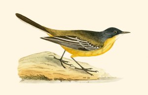 Lavandera amarilla de cabeza negra, ilustración de 