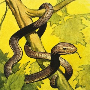 Mamba negra