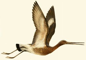 Aguja colinegra