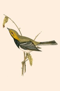 Reinita de garganta negra, ilustración de 