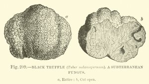 Trufa Negra (Tuber melanospermum); Un hongo subterráneo