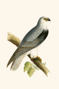 Milano de alas negras, ilustración de 