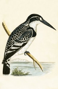 Martín Pescador Blanco y Negro, ilustración de 