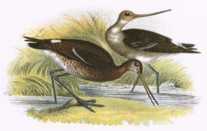 Aguja colinegra