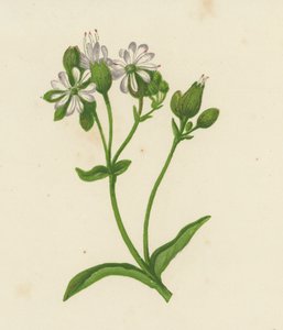 Silene inflada de English School