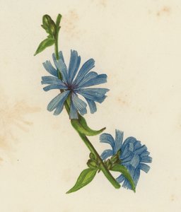 Sucoria azul, Cichorium Intybus (litografía en color)