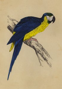 Guacamayo Azul y Amarillo de English School