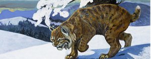 Lince rojo de English School
