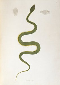 Serpiente Bodroo Pam de Un Informe sobre las Serpientes de la India recogidas de la Costa de Coromandel por Patrick Russell, Londres, 1796 de English School