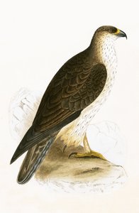 Águila de Bonelli, ilustración de 