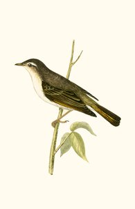 Mosquitero de Bonelli, ilustración de 