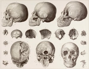Huesos de la cabeza, según una impresión del siglo XIX