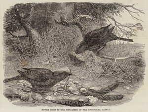 Aves de emparrado en la menagerie de la Sociedad Zoológica de English School