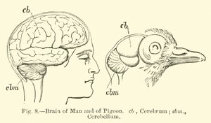 Cerebro del hombre y de la paloma de English School