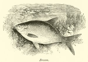 Brema