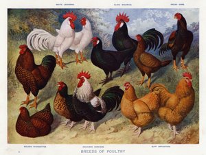 Razas de Aves de Corral de English School