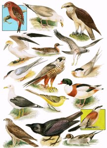 Aves británicas