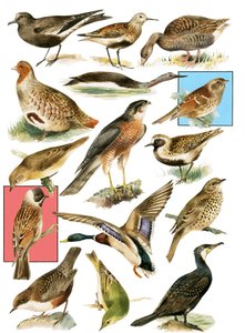 Aves británicas