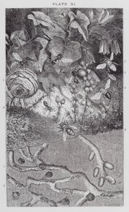 Insectos británicos: Hormigas, avispas y abejas solitarias (grabado) de English School
