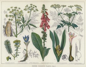 Plantas venenosas británicas (litografía en color) de English School