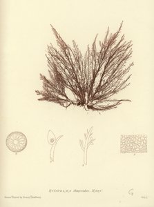 Alga marina británica