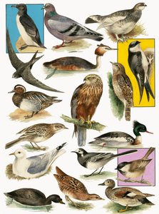 Aves británicas
