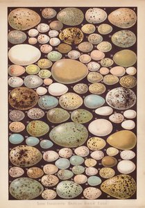 Huevos de pájaro británico (chromolitho) de English School