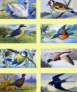 Montaje de aves británicas