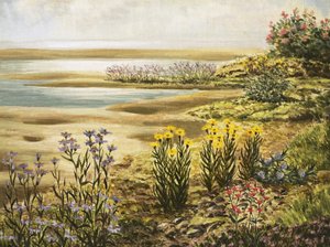 Flores de las salinas británicas
