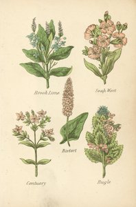 Brook Lime, Soap Wort, Bistort, Centuary, Bugle (litografía en color) de English School
