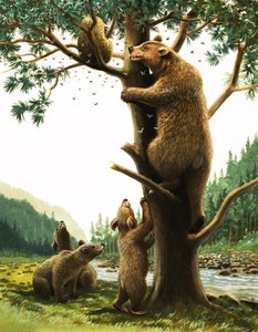 Oso pardo trepando a un árbol, atraído por la miel (gouache sobre papel)