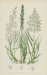 Hierba de Bent Marrón, Hierba de Bent de Hojas de Cerdas, Hierba de Bent Fina de English School
