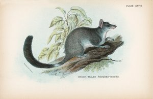 Ratón de cola de cepillo