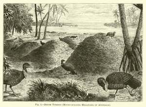 Pavos de matorral, megapodos constructores de montículos de Australia de English School
