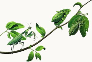 Insectos disfrazados