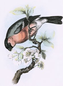 Camachuelo de English School
