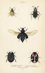 Escarabajo enterrador, Nicrophorus humator 1, escarabajos carroñeros, Necrodes littoralis 2, Dendroxena quadrimaculata 3, escarabajo de alfombra, Anthrenus scrophulariae 4, y Hister quadrimaculatus var de English School