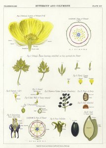 Ranúnculo y aguileña