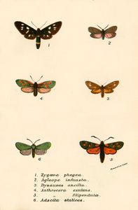 Mariposas de English School