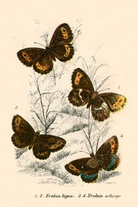 Mariposas de English School