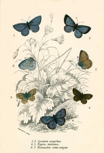 Mariposas de English School
