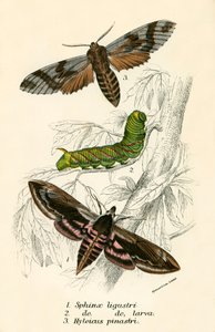 Mariposas de English School