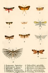 Mariposas de English School