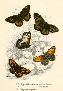 Mariposas de English School