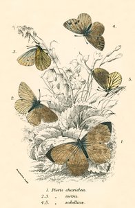 Mariposas de English School