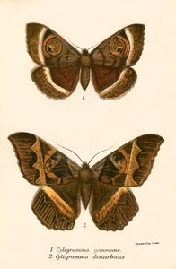 Mariposas de English School